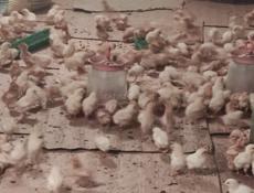 Продаю цыплят несушек им 10 дней 