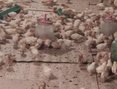 Продаю цыплят несушек им 10 дней 