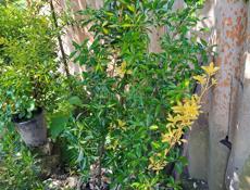 Бересклет японский