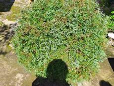 Туя западная