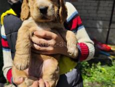 ЩЕНКИ СПАНИЕЛЯ 