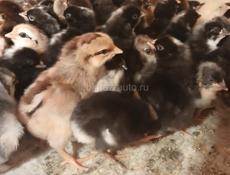 Продаются цыплята мясо яичной породы   суточные 