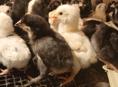 Продаются цыплята мясо яичной породы 10дней