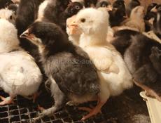 Продаются цыплята мясо яичной породы 10дней