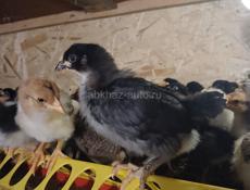 Продаются цыплята мясо яичной породы 18дней