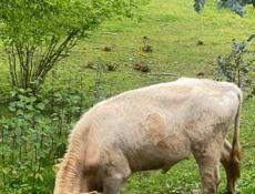 Продам бычка! 