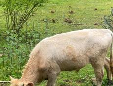 Продам бычка! 