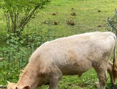 Продам бычка! 