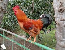 Срочно продаю кур и петухов 