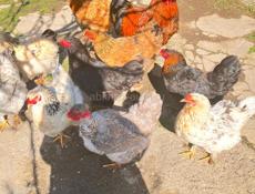 Срочно продаю кур и петухов 