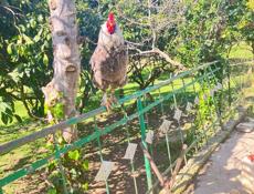 Срочно продаю кур и петухов 