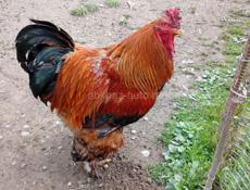 Срочно продаю кур и петухов 