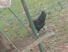 Срочно продаю кур и петухов 