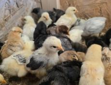 Цыплята