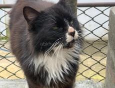 Стерилизованная кошечка в добрые руки!!