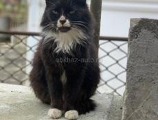 Стерилизованная кошечка в добрые руки!!