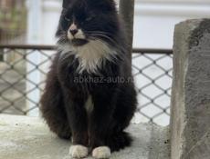 Стерилизованная кошечка в добрые руки!!