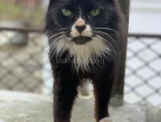 Стерилизованная кошечка в добрые руки!!