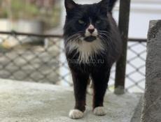 Стерилизованная кошечка в добрые руки!!