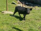 Продаю парасёнка 