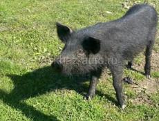 Продаю парасёнка 