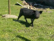 Продаю парасёнка 