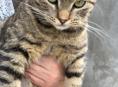 Кошечка стерилизованная в добрые руки!