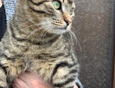 Кошечка стерилизованная в добрые руки!