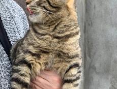 Кошечка стерилизованная в добрые руки!