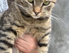 Кошечка стерилизованная в добрые руки!