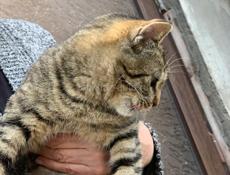 Кошечка стерилизованная в добрые руки!