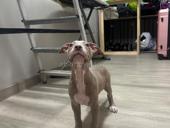 Американский питбультерьер щенки