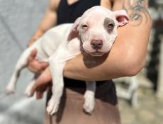 Американский питбультерьер щенки