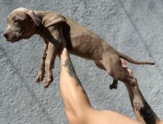 Американский питбультерьер щенки