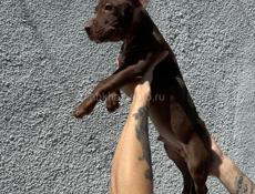 Американский питбультерьер щенки