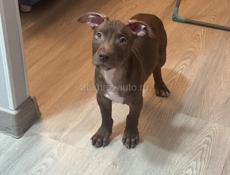 Американский питбультерьер щенки