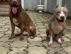 Американский питбультерьер щенки