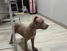 Американский питбультерьер щенки