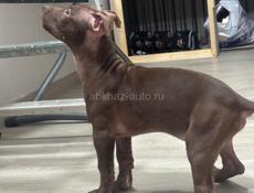 Американский питбультерьер щенки