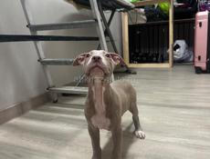 Американский питбультерьер щенки