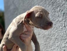 Американский питбультерьер щенки