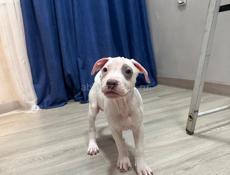 Американский питбультерьер щенки