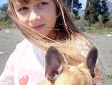 Щенок Французского бульдога 