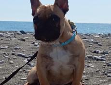 Щенок Французского бульдога 