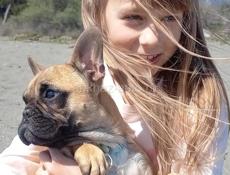 Щенок Французского бульдога 