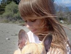 Щенок Французского бульдога 