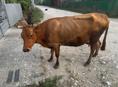 Продаю корову