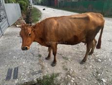 Продаю корову
