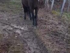 ПРОПАЛА ЛОШАДЬ