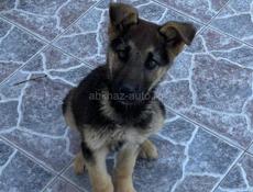 Отдадим в добрые руки 